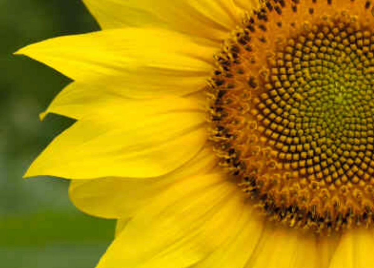 Maintaining tip-top Emotional & Mental Health