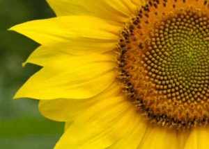 Maintaining Tip-top Emotional & Mental Health